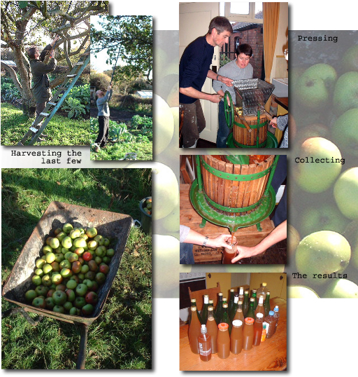 Views of the apple pressing